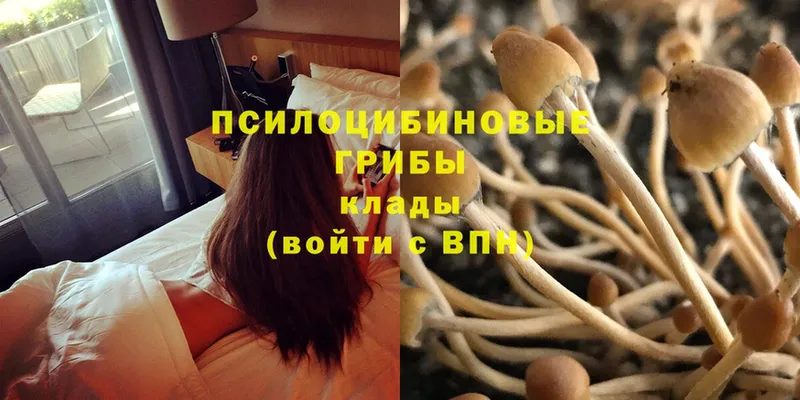 Галлюциногенные грибы Psilocybe  blacksprut   Белая Калитва 